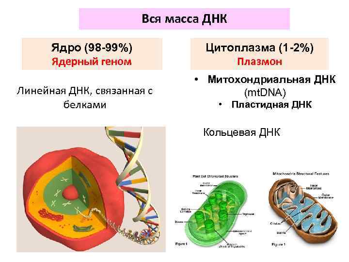 Вся масса ДНК Ядро (98 -99%) Ядерный геном Линейная ДНК, связанная с белками Цитоплазма