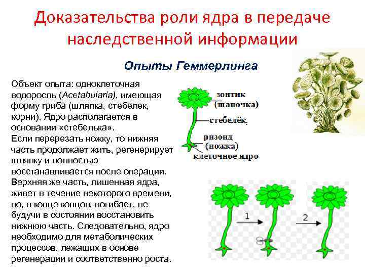 Доказательства роли ядра в передаче наследственной информации Опыты Геммерлинга Объект опыта: одноклеточная водоросль (Acetabularia),