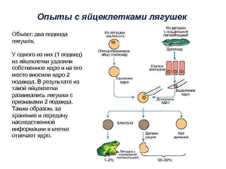 Опыты с яйцеклетками лягушек Объект: два подвида лягушек. У одного из них (1 подвид)