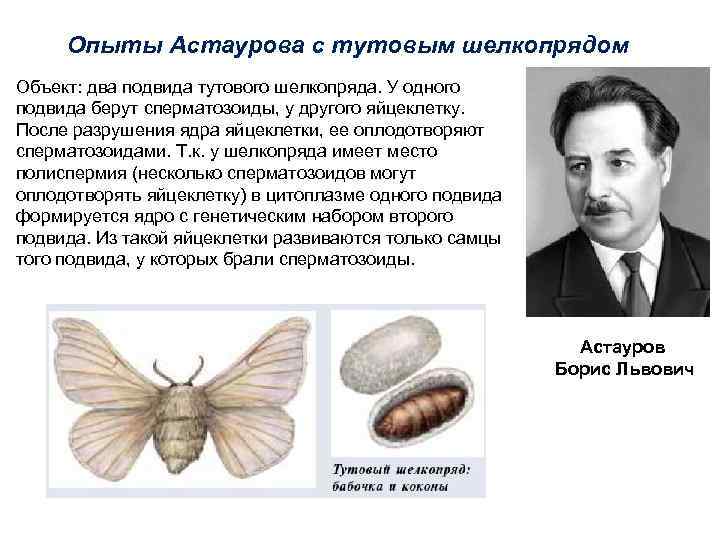 Опыты Астаурова с тутовым шелкопрядом Объект: два подвида тутового шелкопряда. У одного подвида берут