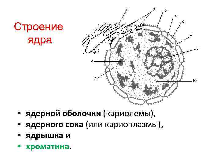 Ядро клетки схема. Схема ядра эукариотической клетки. Строение ядра эукариотической клетки схема. Ядерный аппарат эукариотической клетки. Структура ядра эукариотической клетки.