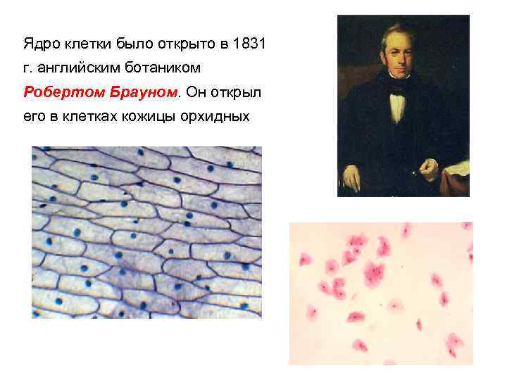 Ядро клетки было открыто в 1831 г. английским ботаником Робертом Брауном. Он открыл его