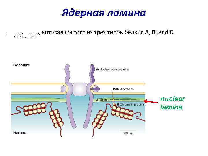 Ядерная ламина , которая состоит из трех типов белков A, B, and C. •