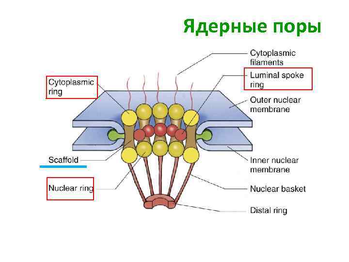 Картинка ядерная мембрана