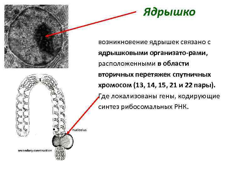Ядрышко хромосомы. Ядрышковый организатор строение. Строение ядрышка на хромосоме. Ядрышковый организатор в клетках человека локализуется. Функции ядрышкового организатора в хромосоме.