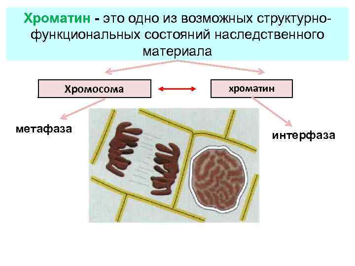 Хроматин - это одно из возможных структурно функциональных состояний наследственного материала Хромосома метафаза хроматин