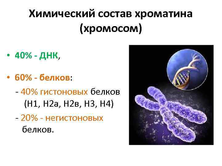 Химический состав хроматина (хромосом) • 40% ДНК, • 60% белков: - 40% гистоновых белков
