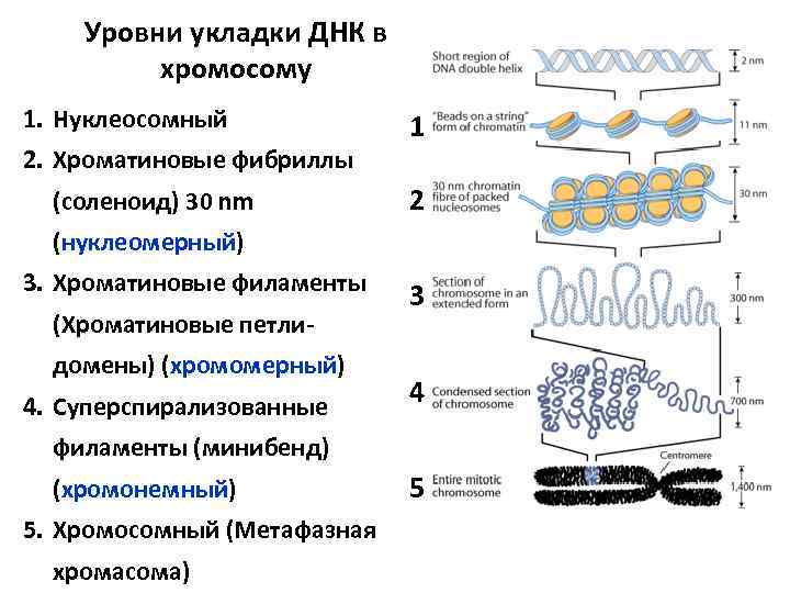 Уровни укладки ДНК в хромосому 1. Нуклеосомный 2. Хроматиновые фибриллы (соленоид) 30 nm 1