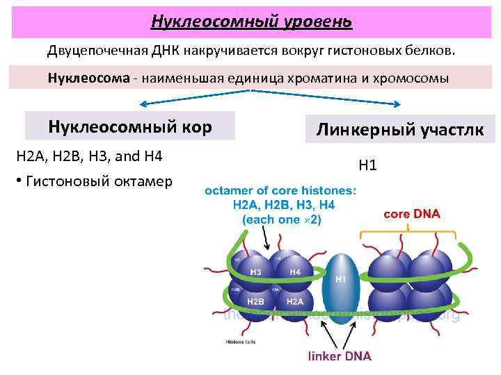 Нуклеосомный уровень Двуцепочечная ДНК накручивается вокруг гистоновых белков. Нуклеосома - наименьшая единица хроматина и