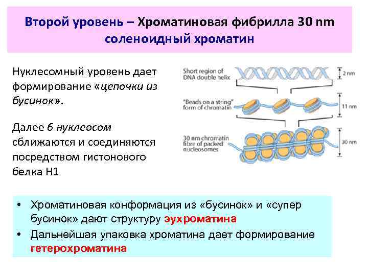 Второй уровень – Хроматиновая фибрилла 30 nm соленоидный хроматин Нуклесомный уровень дает формирование «цепочки