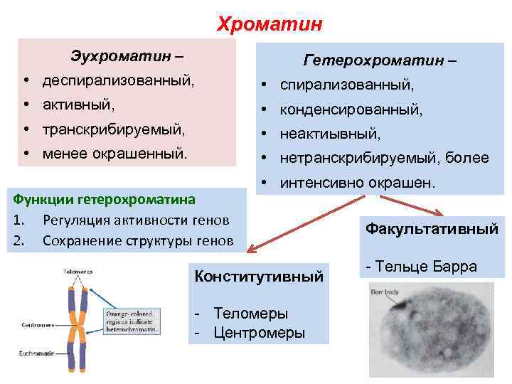 Хроматин Эухроматин – Гетерохроматин – • деспирализованный, • активный, • конденсированный, • транскрибируемый, •