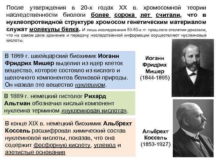 После утверждения в 20 х годах ХХ в. хромосомной теории наследственности биологи более сорока