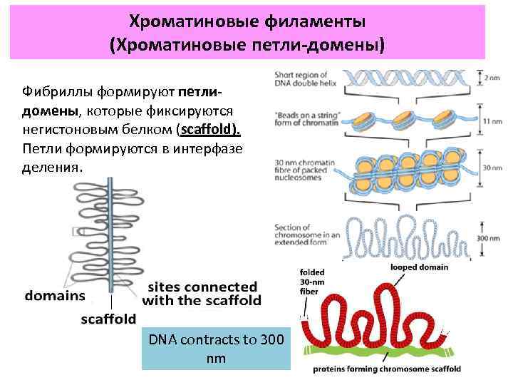 Хроматиновые филаменты (Хроматиновые петли домены) Фибриллы формируют петли домены, которые фиксируются негистоновым белком (scaffold).