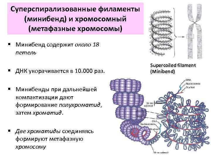 Суперспирализованные филаменты (минибенд) и хромосомный (метафазные хромосомы) § Минибенд содержит около 18 петель §