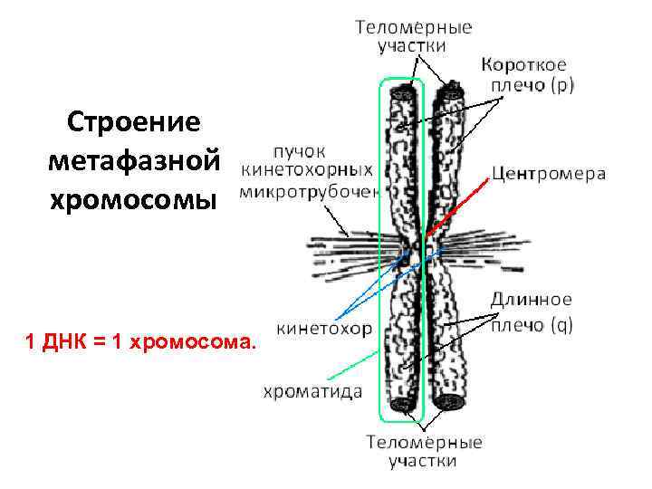 Строение метафазной хромосомы 1 ДНК = 1 хромосома. 