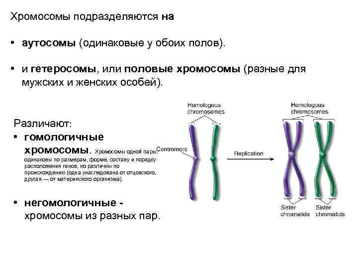 Негомологичные хромосомы