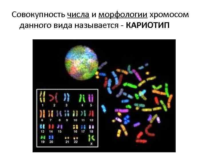 Совокупность числа и морфологии хромосом данного вида называется - КАРИОТИП 