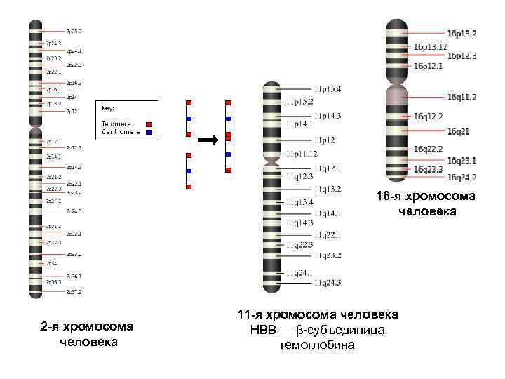16 -я хромосома человека 2 -я хромосома человека 11 -я хромосома человека HBB —