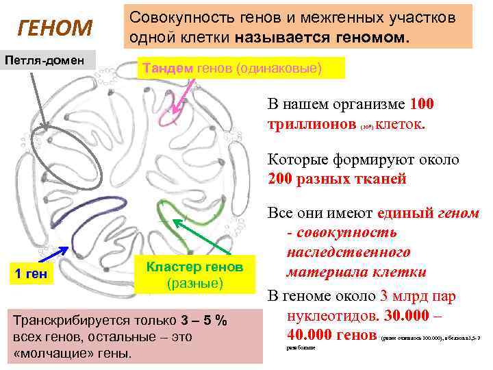 ГЕНОМ Петля-домен Совокупность генов и межгенных участков одной клетки называется геномом. Тандем генов (одинаковые)