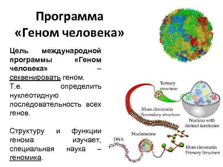 Генетический аппарат вируса представлен молекулой. Геном человека схема. Строение генома. Структура генома человека. Генетический аппарат клетки.