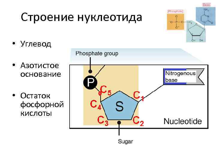 Строение нуклеотида • Углевод • Азотистое основание • Остаток фосфорной кислоты 