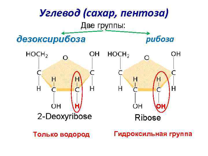 Углевод (сахар, пентоза) Две группы: дезоксирибоза Только водород рибоза Гидроксильная группа 
