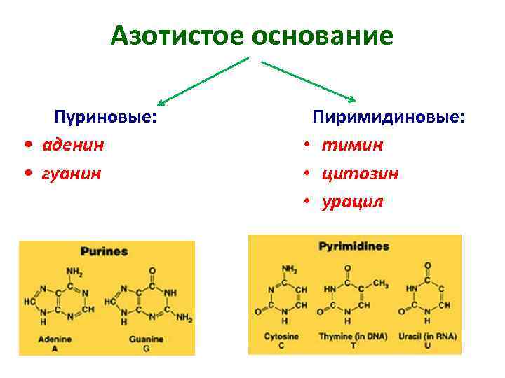 Азотистое основание Пуриновые: • аденин • гуанин Пиримидиновые: • тимин • цитозин • урацил