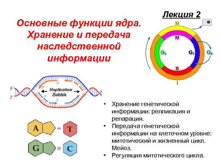 Основные функции ядра. Хранение и передача наследственной информации Лекция 2 • Хранение генетической информации: