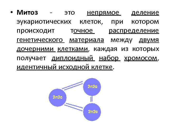  • Митоз это непрямое деление эукариотических клеток, при котором происходит точное распределение генетического