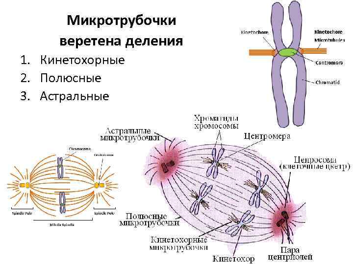 Участвует в делении. Микротрубочки веретена деления. Веретено деления астральные микротрубочки. Цитоскелет клетки Веретено деления. Микротрубочки нити веретена.