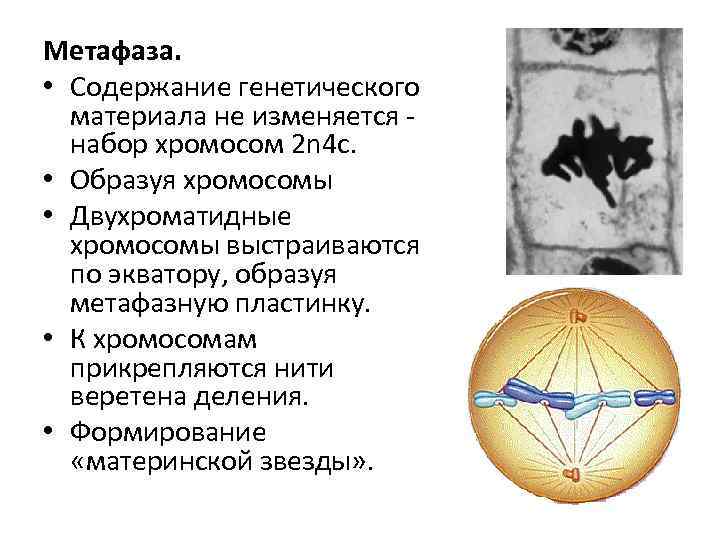 Метафаза. • Содержание генетического материала не изменяется набор хромосом 2 n 4 с. •