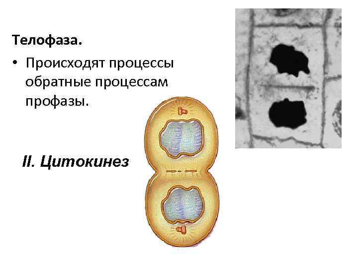 Телофаза. • Происходят процессы обратные процессам профазы. II. Цитокинез 