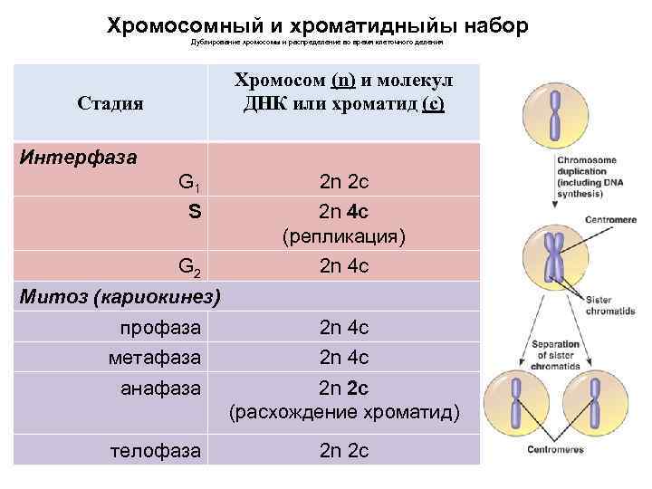 Хромосомный и хроматидныйы набор Дублирование хромосомы и распределение во время клеточного деления Хромосом (n)