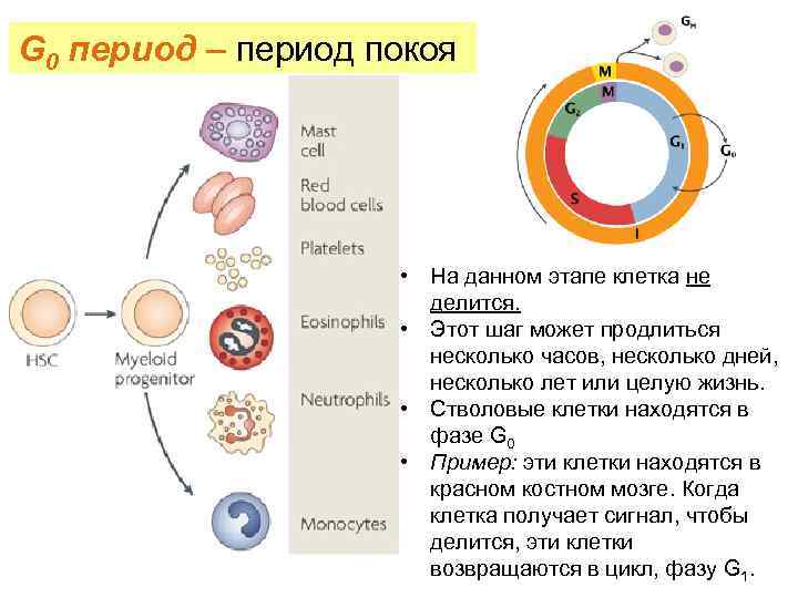 Spore фрагменты на этапе клетка