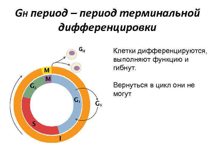 GH период – период терминальной дифференцировки Клетки дифференцируются, выполняют функцию и гибнут. Вернуться в