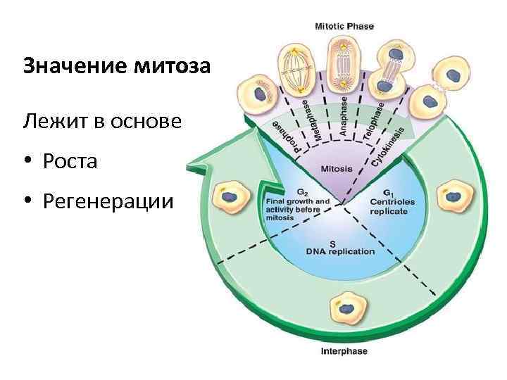 Значение митоза Лежит в основе • Роста • Регенерации 