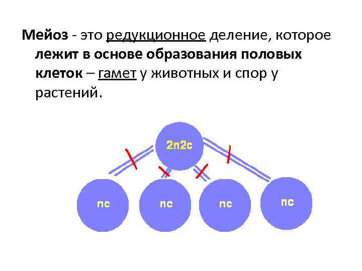 Мейоз - это редукционное деление, которое лежит в основе образования половых клеток – гамет