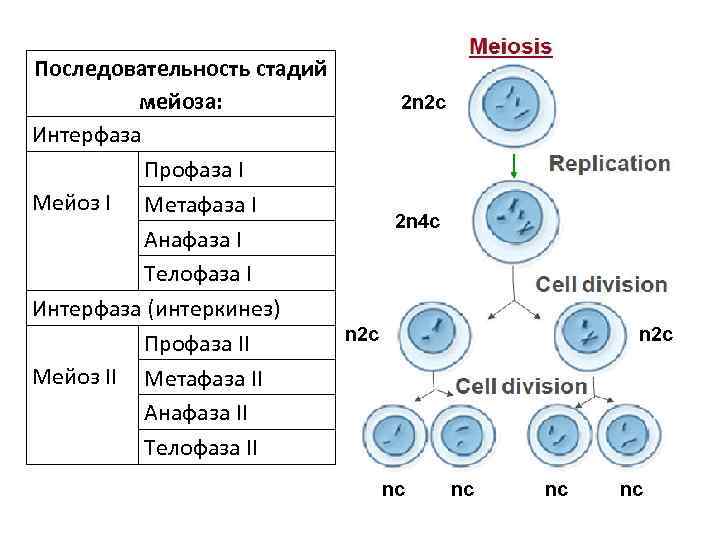 Последовательность стадий 2 n 2 c мейоза: Интерфаза Профаза I Мейоз I Метафаза I