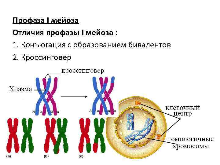 Профаза I мейоза Отличия профазы I мейоза : 1. Конъюгация с образованием бивалентов 2.