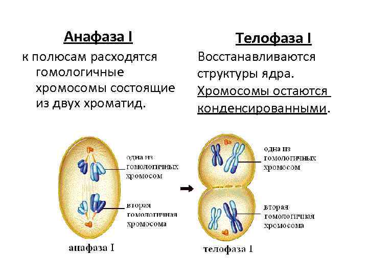 Анафаза I к полюсам расходятся гомологичные хромосомы состоящие из двух хроматид. Телофаза I Восстанавливаются