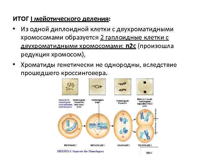 ИТОГ I мейотического деления: • Из одной диплоидной клетки с двухроматидными хромосомами образуется 2