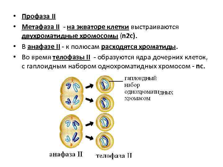  • Профаза II • Метафаза II - на экваторе клетки выстраиваются двухроматидные хромосомы