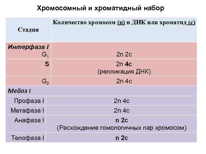 Хромосомный и хроматидный набор Количество хромосом (n) и ДНК или хроматид (c) Стадия Интерфаза