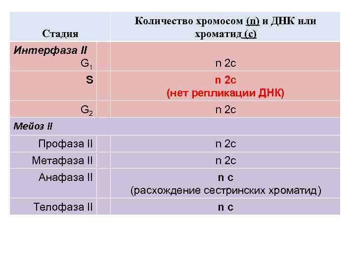 Количество хромосом (n) и ДНК или хроматид (c) Стадия Интерфаза II G 1 n