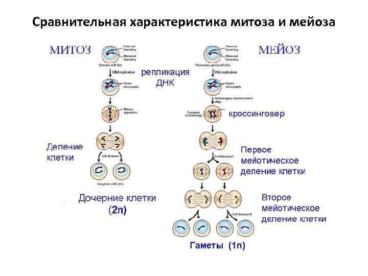 Сравнительная характеристика митоза и мейоза 