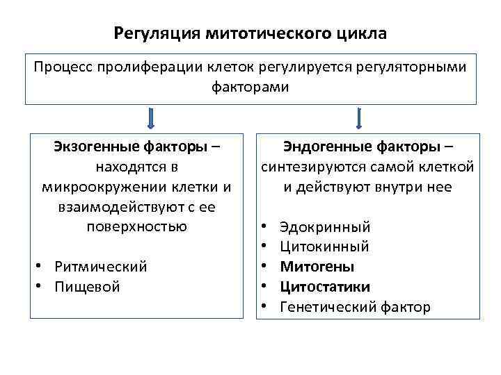 Регуляция митотической активности