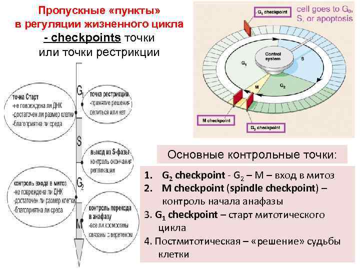 Пропускные «пункты» в регуляции жизненного цикла - checkpoints точки или точки рестрикции Основные контрольные