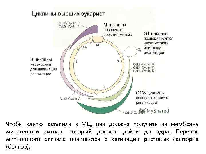 Чтобы клетка вступила в МЦ, она должна получить на мембрану митогенный сигнал, который должен