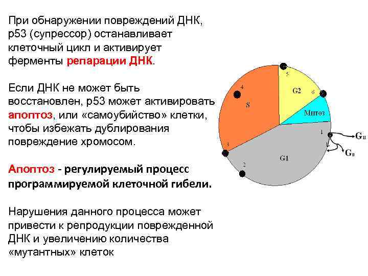 При обнаружении повреждений ДНК, р53 (супрессор) останавливает клеточный цикл и активирует ферменты репарации ДНК.