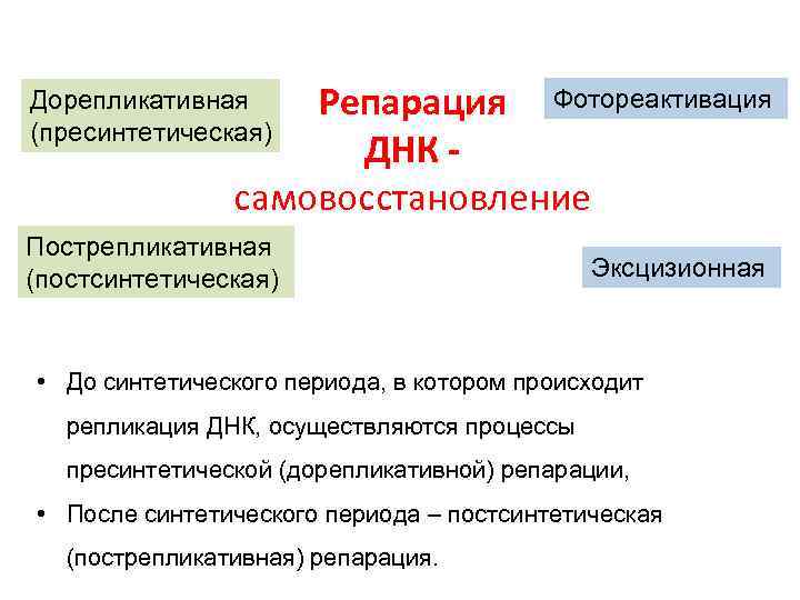 Репарация Фотореактивация ДНК самовосстановление Дорепликативная (пресинтетическая) Пострепликативная (постсинтетическая) Эксцизионная • До синтетического периода, в